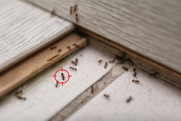 Best Rat Extermination Near Me  in Dalworthington Gardens, TX