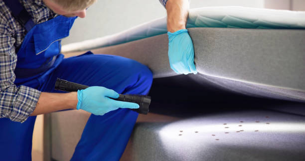 Best Ant Control Services  in Dalworthington Gardens, TX