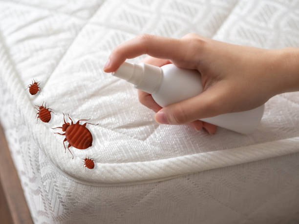 Best Mosquito Control Services  in Dalworthington Gardens, TX