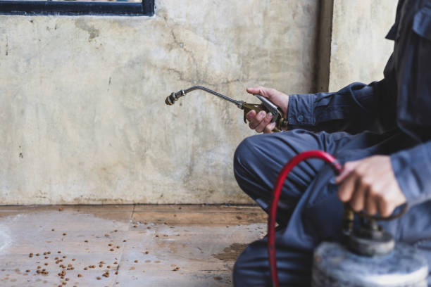 Best Termite Control Services  in Dalworthington Gardens, TX